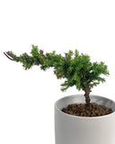 Bonsai 'Tenzan' - Gifting plant - little cylinder grey with tray planter - Preserved Flowers & Fresh Flower Florist Gift Store