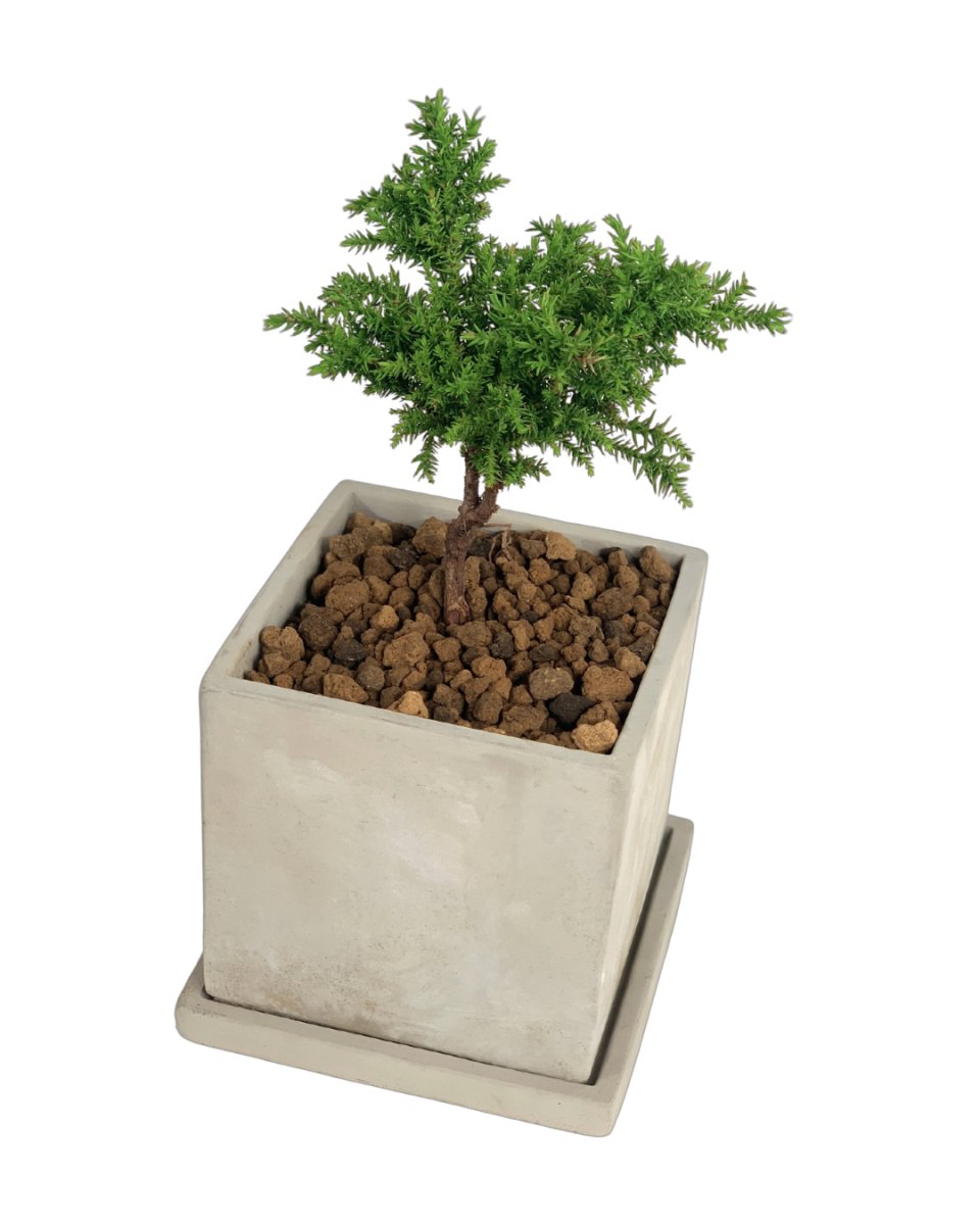 Bonsai 'Tenzan' - Gifting plant - smoffy cement planter - square - Preserved Flowers & Fresh Flower Florist Gift Store