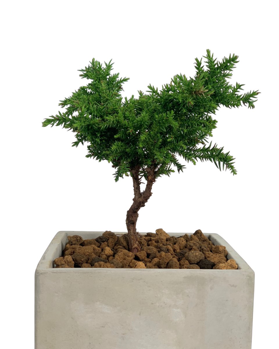 Bonsai 'Tenzan' - Gifting plant - smoffy cement planter - square - Preserved Flowers & Fresh Flower Florist Gift Store