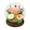 Carnation Blowball - Garden Pink (with gift box)