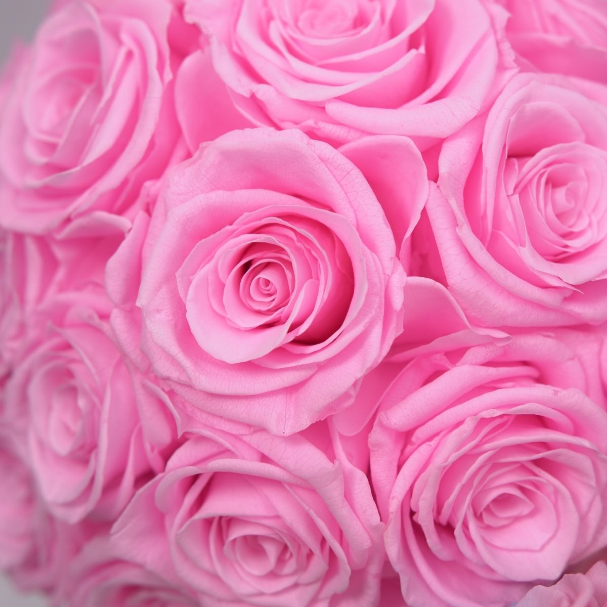Classic Bucket Full - Pink/Black - Flower - 25 Roses - Preserved Flowers & Fresh Flower Florist Gift Store