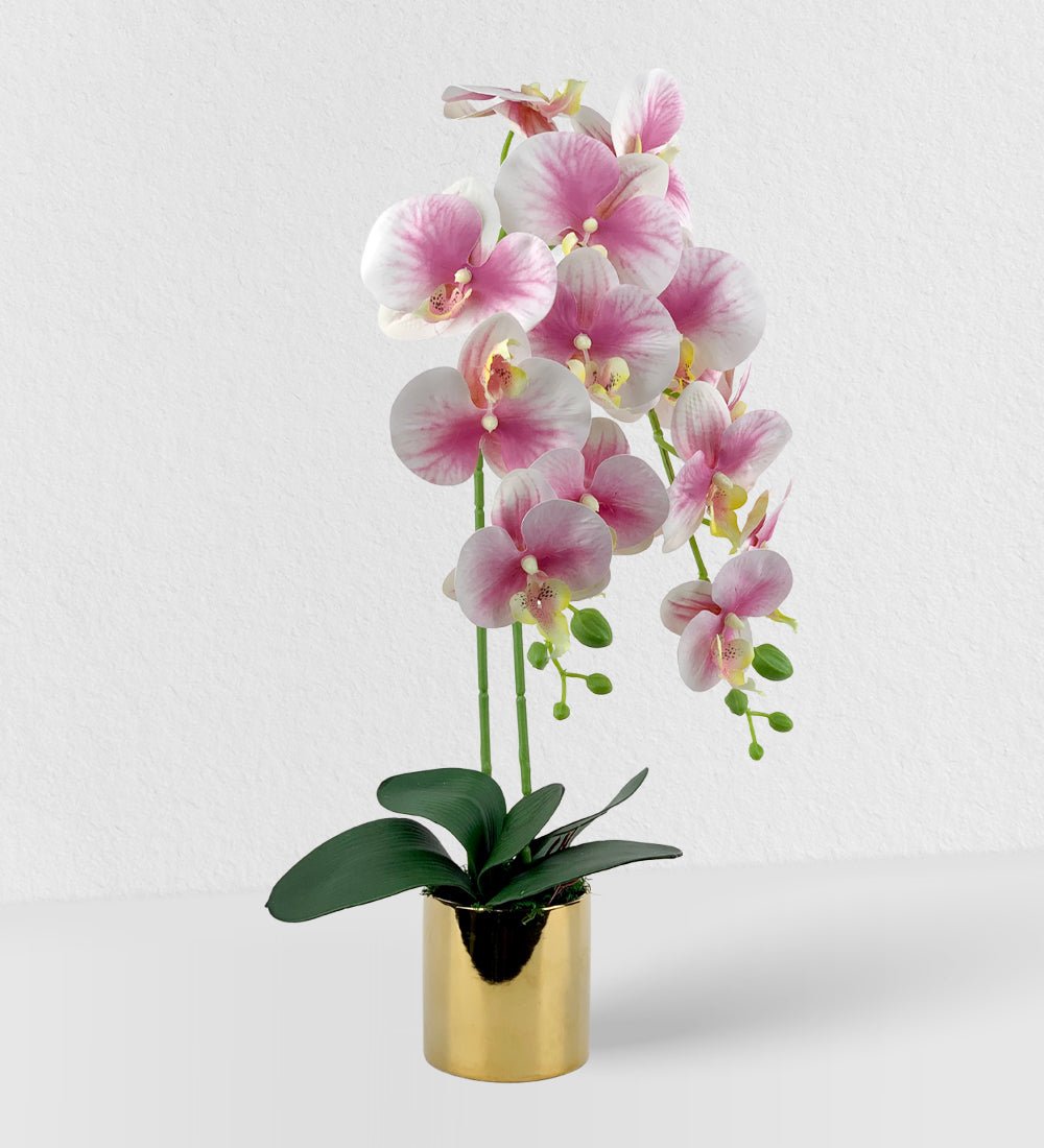 Crown Prosperity Phalaenopsis - Gifting plant - Preserved Flowers & Fresh Flower Florist Gift Store