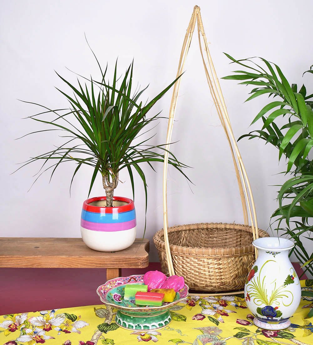 Dracaena Marginata in Kueh Planter - Gifting plant - Preserved Flowers & Fresh Flower Florist Gift Store