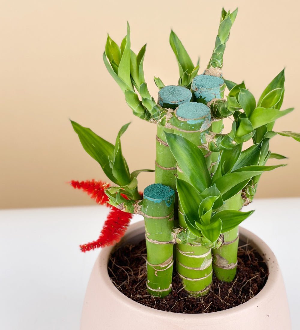 Buy 2 Layer Lucky Bamboo Plant for Someone You Care online from Nurserylive  at lowest price.
