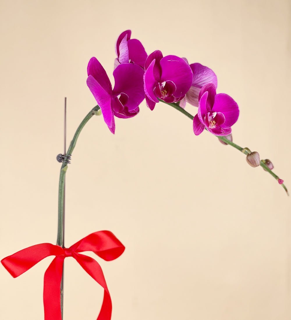 Grand Purple Safe & Sound Phalaenopsis - Gifting plant - Preserved Flowers & Fresh Flower Florist Gift Store