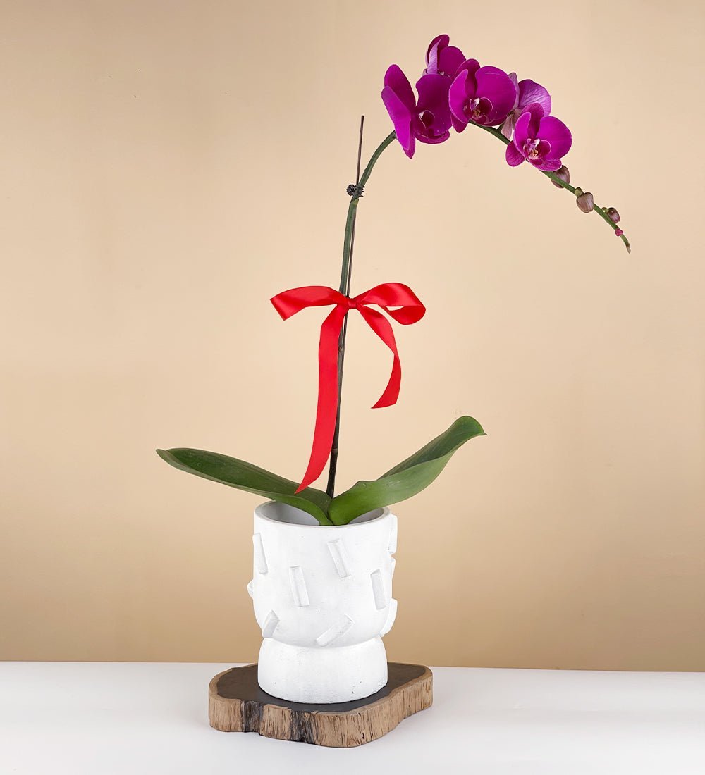 Grand Purple Safe & Sound Phalaenopsis - Gifting plant - Preserved Flowers & Fresh Flower Florist Gift Store