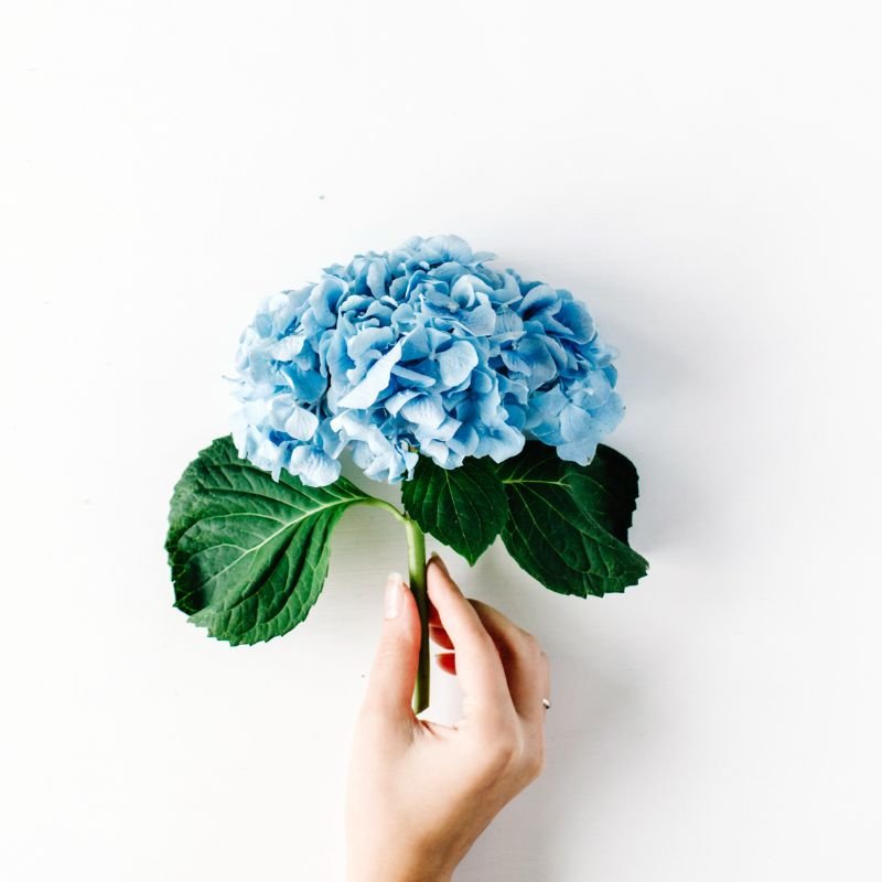 Hydrangeas - Blue - Flower - Vase - Preserved Flowers & Fresh Flower Florist Gift Store