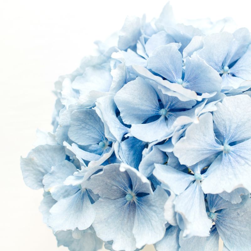 Hydrangeas - Blue - Flower - Vase - Preserved Flowers & Fresh Flower Florist Gift Store