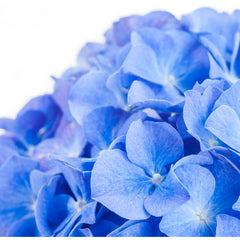Hydrangeas - Blue - Flower - Vase - Preserved Flowers & Fresh Flower Florist Gift Store