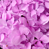 Hydrangeas - Lilac - Flower - Vase - Preserved Flowers & Fresh Flower Florist Gift Store