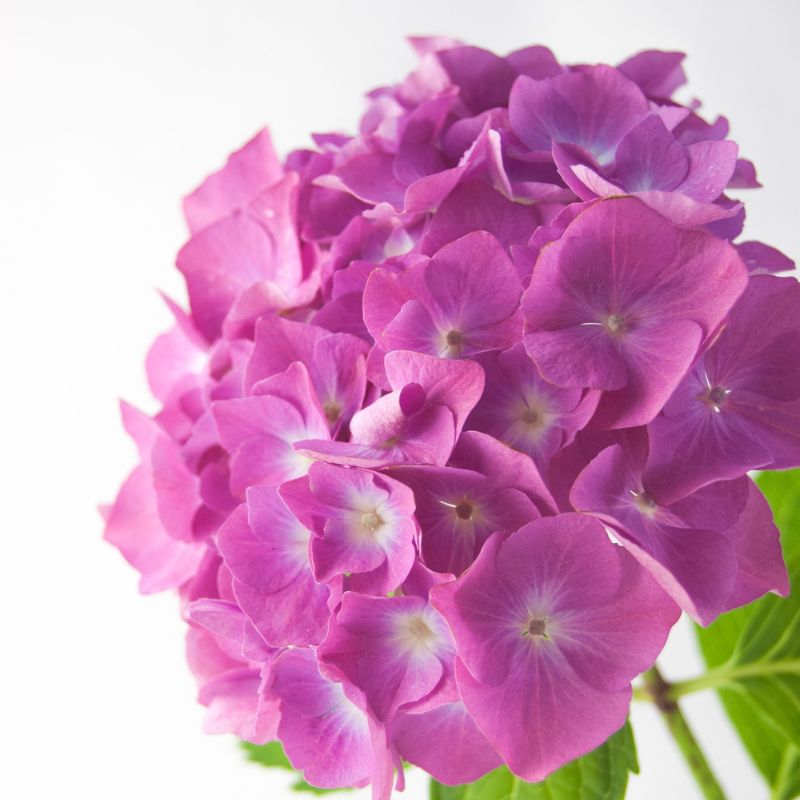 Hydrangeas - Lilac - Flower - Vase - Preserved Flowers & Fresh Flower Florist Gift Store