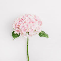Hydrangeas - Pink - Flower - Vase - Preserved Flowers & Fresh Flower Florist Gift Store