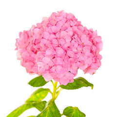 Hydrangeas - Pink - Flower - Vase - Preserved Flowers & Fresh Flower Florist Gift Store