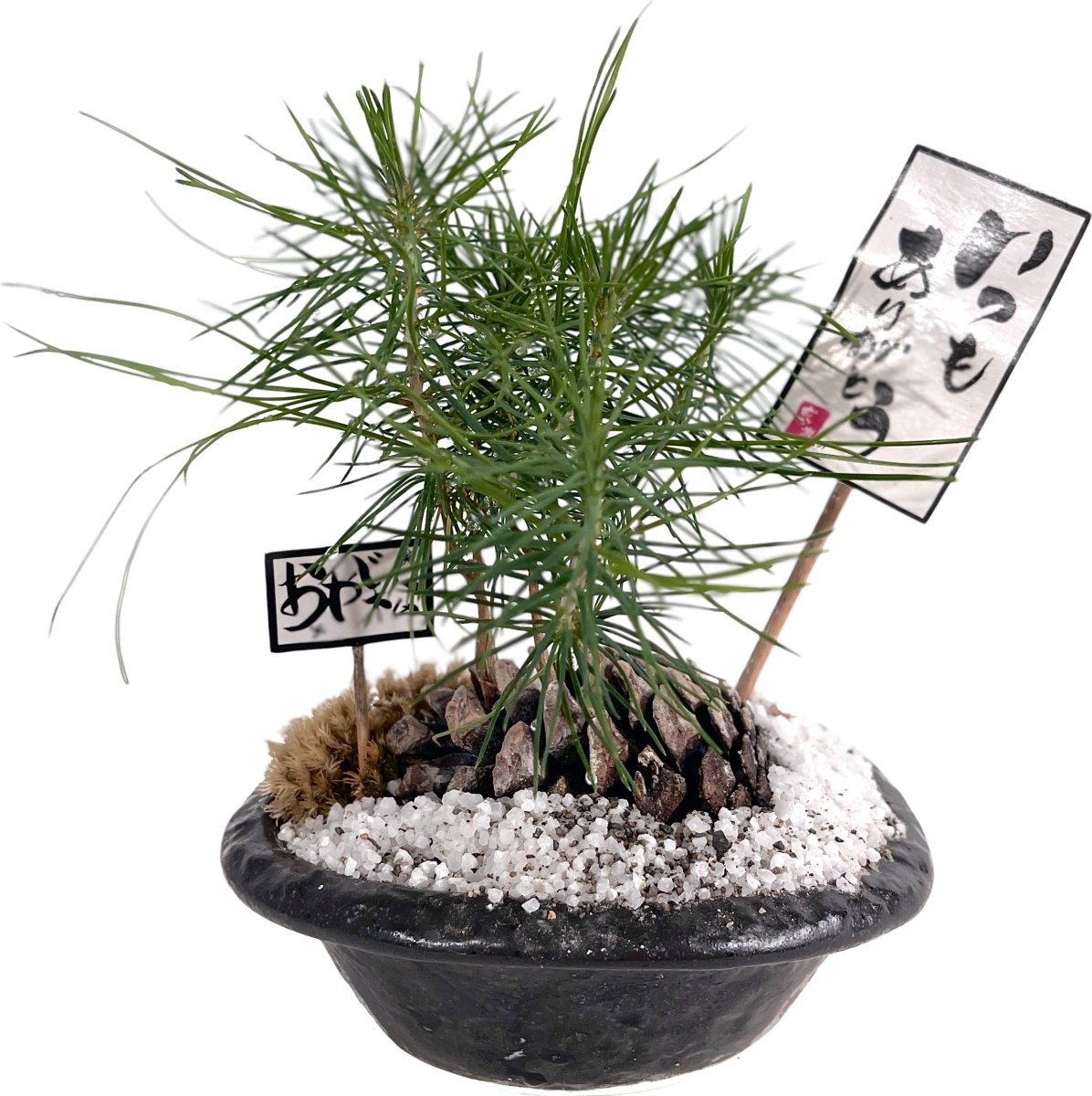 Japanese Pine (Japan Pinus Thunbergii) - Gifting plant - Preserved Flowers & Fresh Flower Florist Gift Store