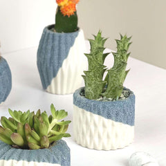 Kaito - Mini Assorted Succulent Pots (Set of 4) - Plant - Preserved Flowers & Fresh Flower Florist Gift Store
