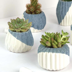 Kaito - Mini Assorted Succulent Pots (Set of 4) - Plant - Preserved Flowers & Fresh Flower Florist Gift Store