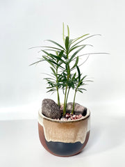 Kogara - Petite Pordocarpus Garden - Plant - Preserved Flowers & Fresh Flower Florist Gift Store
