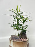 Kogara - Petite Pordocarpus Garden - Plant - Preserved Flowers & Fresh Flower Florist Gift Store