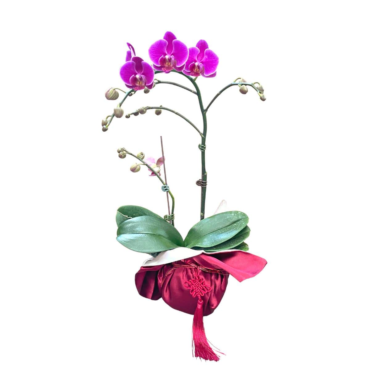 Lunar Phalaenopsis - Prosperity - Flower - Preserved Flowers & Fresh Flower Florist Gift Store