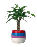 Mini Money Tree - Chibi ちび - Gifting plant - poppy color planter - rapunzel - Preserved Flowers & Fresh Flower Florist Gift Store