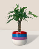 Mini Money Tree - Chibi ちび - Gifting plant - poppy color planter - rapunzel - Preserved Flowers & Fresh Flower Florist Gift Store