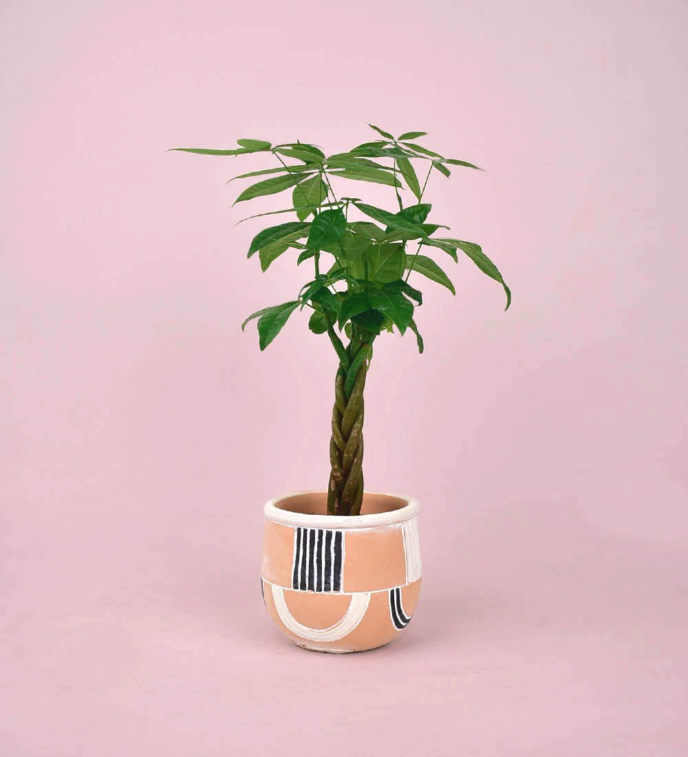 Mini Money Tree - Plant - alive planter - Preserved Flowers & Fresh Flower Florist Gift Store