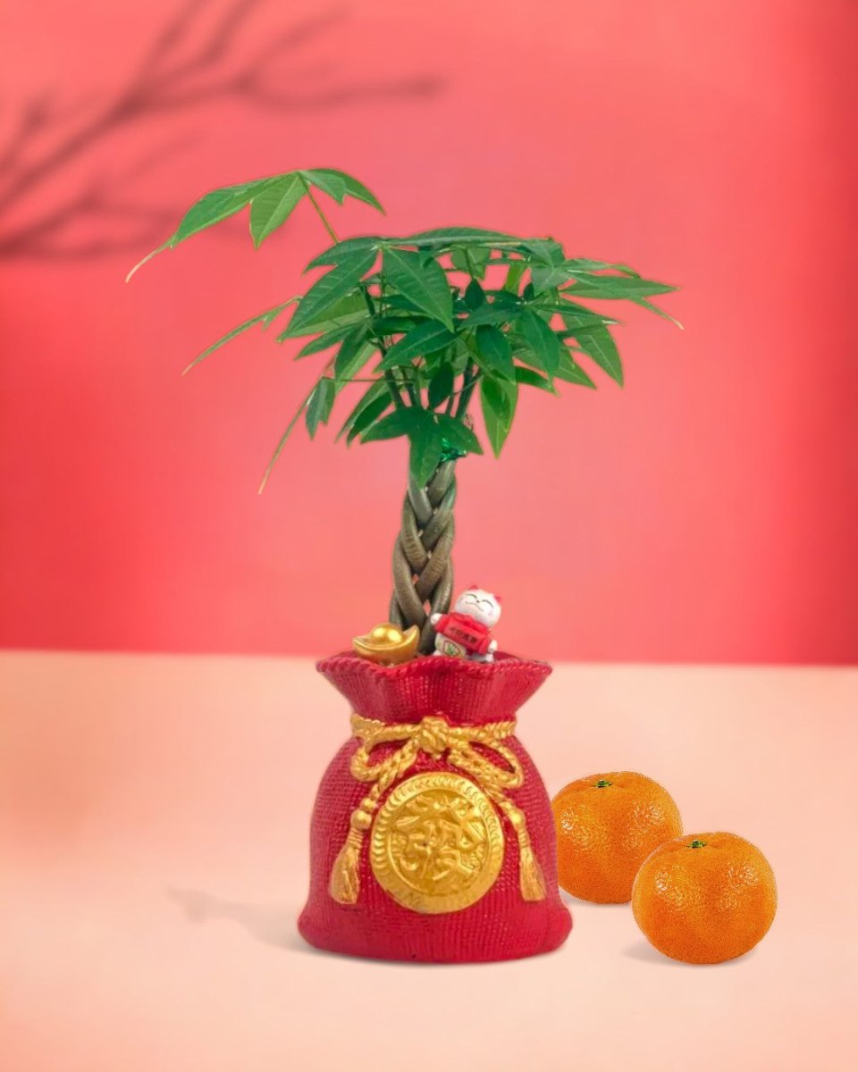 Money Tree in Prosperity Bag Planter - Gifting plant - Preserved Flowers & Fresh Flower Florist Gift Store