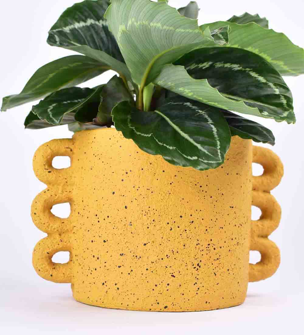 Mustard Large Loopers - Plant - looper planter - Preserved Flowers & Fresh Flower Florist Gift Store