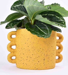 Mustard Large Loopers - Plant - looper planter - Preserved Flowers & Fresh Flower Florist Gift Store