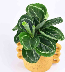 Mustard Large Loopers - Plant - looper planter - Preserved Flowers & Fresh Flower Florist Gift Store