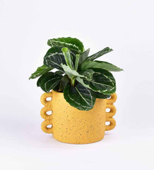 Mustard Large Loopers - Plant - looper planter - Preserved Flowers & Fresh Flower Florist Gift Store