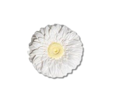 NestBloom - Gift Box of 1 - Bird Nest - Rose Almond - Preserved Flowers & Fresh Flower Florist Gift Store