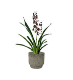 Oncidium Hybrid (Kōhī no Hana) - Gifting plant - ceramic sand pot - Preserved Flowers & Fresh Flower Florist Gift Store