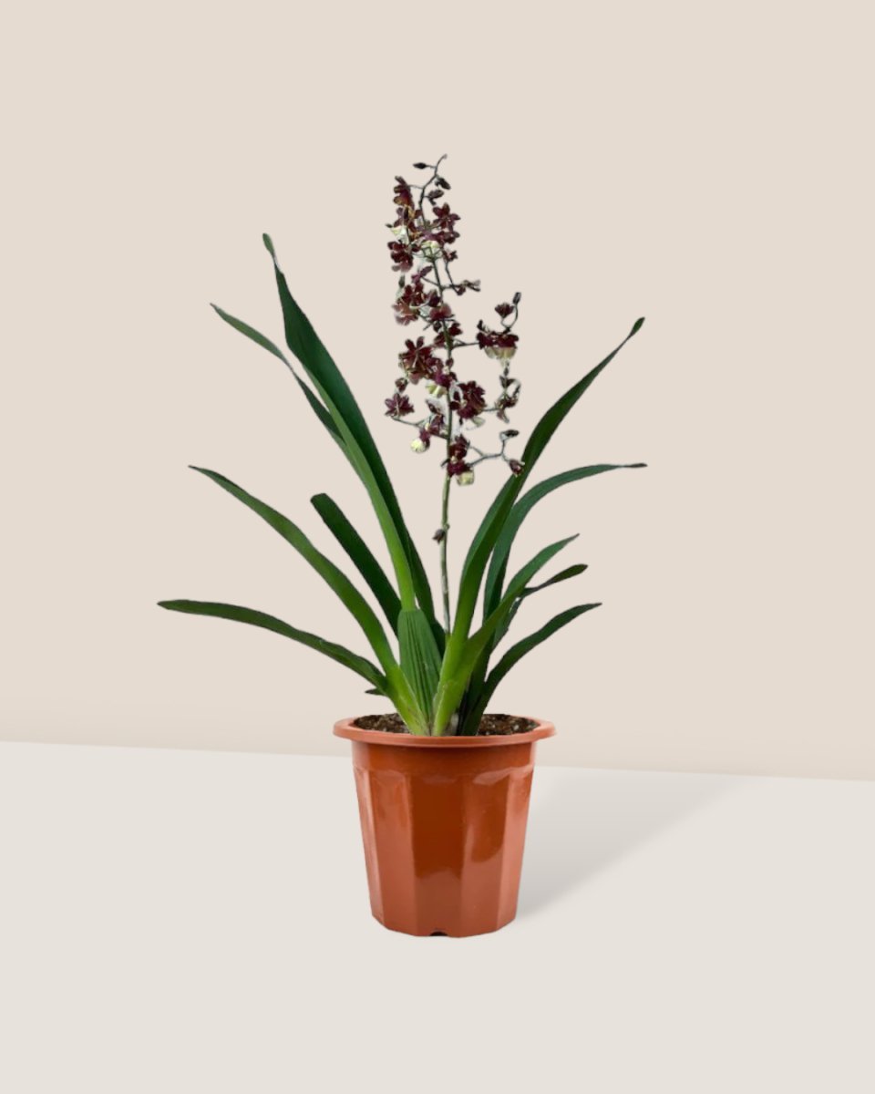 Oncidium Hybrid (Kōhī no Hana) - Gifting plant - ceramic sand pot - Preserved Flowers & Fresh Flower Florist Gift Store