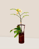 Orchid in Bamboo Vase - Gifting plant - Preserved Flowers & Fresh Flower Florist Gift Store