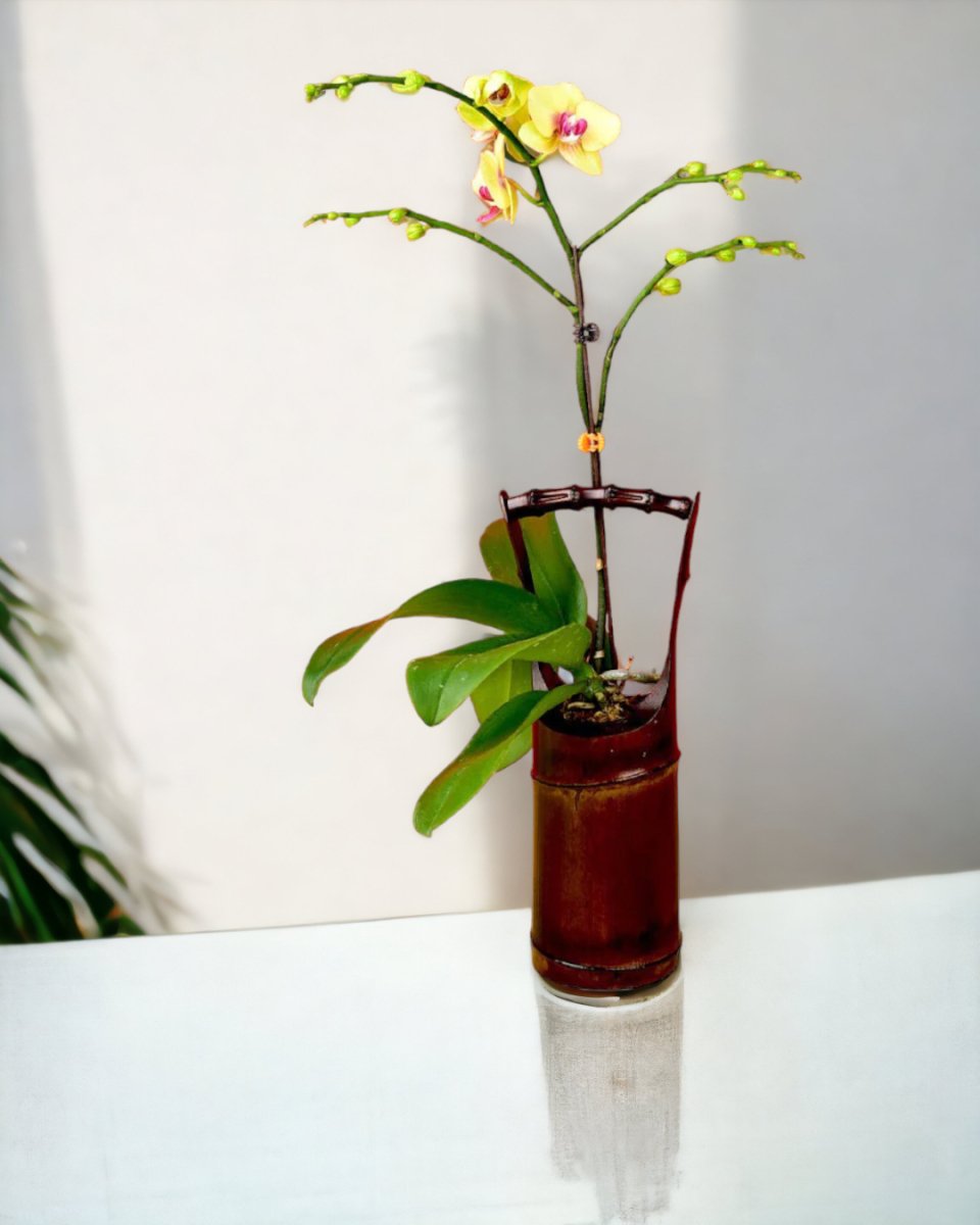 Orchid in Bamboo Vase - Gifting plant - Preserved Flowers & Fresh Flower Florist Gift Store
