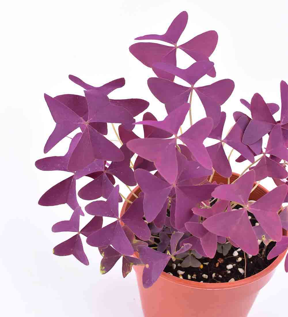 Oxalis Triangularis Purple Shamrocks - Potted plant - plinth pot - chestnut/large - Preserved Flowers & Fresh Flower Florist Gift Store