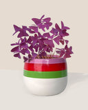 Oxalis Triangularis Purple Shamrocks - Potted plant - poppy planter - ariel - Preserved Flowers & Fresh Flower Florist Gift Store