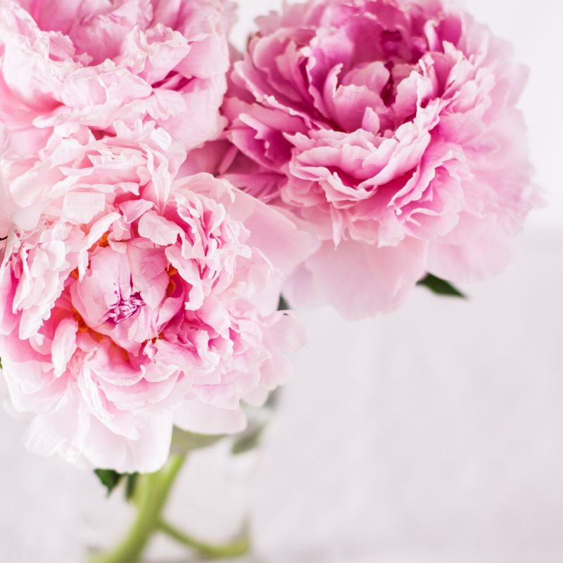 Peony - Flower - Vase - Preserved Flowers & Fresh Flower Florist Gift Store