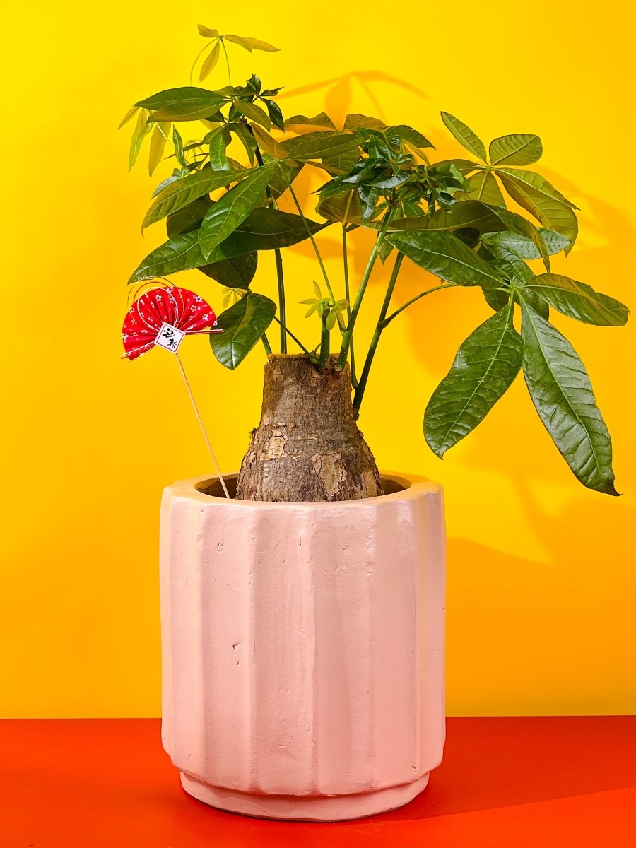 Pink Roman Money Tree - Gifting plant - Preserved Flowers & Fresh Flower Florist Gift Store