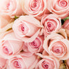 Pink Roses