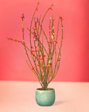 Potted Pussy Willow - Gifting plant - bauble planter - jade green - Preserved Flowers & Fresh Flower Florist Gift Store