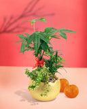 Prosperity Plant Arrangement in Golden Egg Pot (Standard) - Gifting plant - Preserved Flowers & Fresh Flower Florist Gift Store