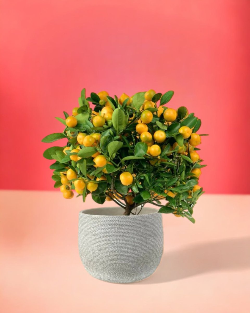 Prosperous Golden Orange Tree - Gifting plant - bauble planter - pearl white - Preserved Flowers & Fresh Flower Florist Gift Store