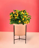 Prosperous Golden Orange Tree - Gifting plant - sedona stand - Preserved Flowers & Fresh Flower Florist Gift Store