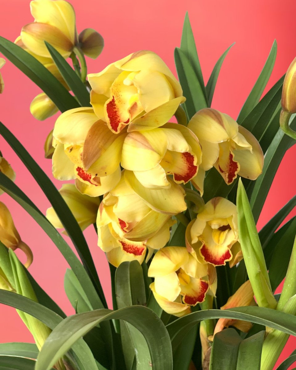Red Velvet Boat Orchid - Gifting plant - Preserved Flowers & Fresh Flower Florist Gift Store