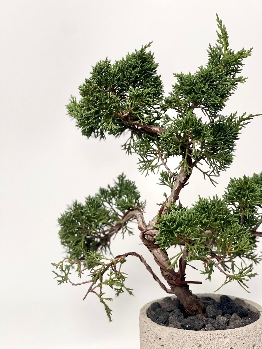 Roku Junni - Juniper Bonsai - Plant - Preserved Flowers & Fresh Flower Florist Gift Store