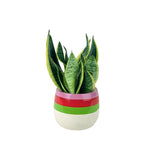 Sansevieria Trifasciata 'Futura Superba' Hikari no Tatsu (光の竜) - Gifting plant - polly planter - white short - Preserved Flowers & Fresh Flower Florist Gift Store