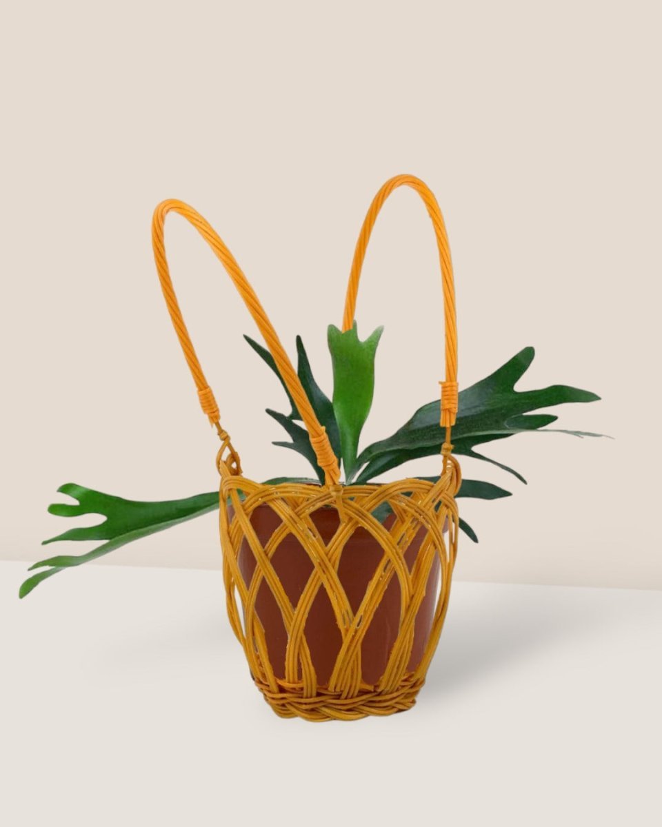 Staghorn Fern - Gifting plant - hanging basket - Preserved Flowers & Fresh Flower Florist Gift Store