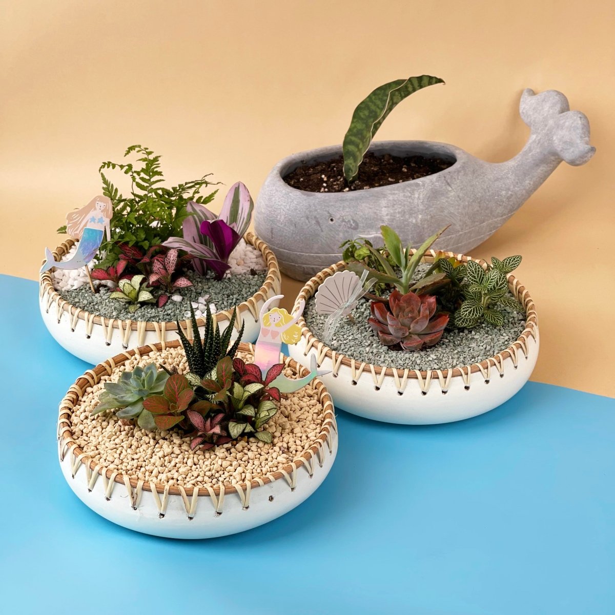 Succulent Arrangement -Umino Shita - Gifting plant - Preserved Flowers & Fresh Flower Florist Gift Store